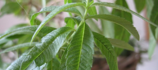 Lemon verbena