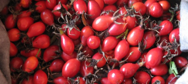 Rose hips