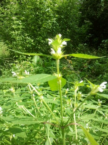 2012-08-05 15.02.38.jpg image