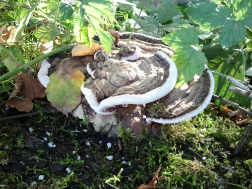 2012-10-07 10.49.28.jpg image