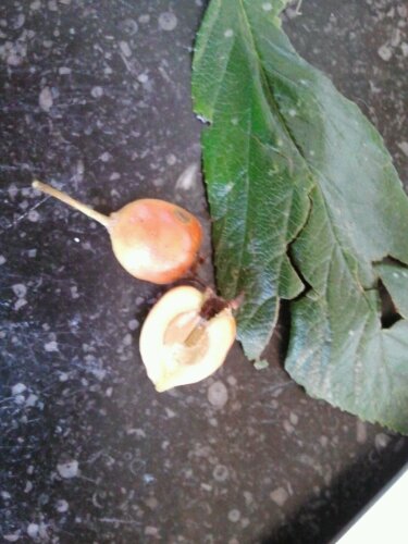 2012-10-07 12.17.51.jpg image