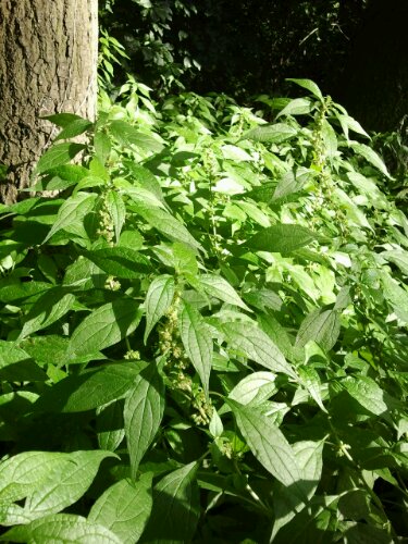 2012-10-08 11.09.50.jpg image