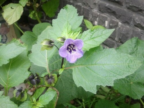 2012-10-20 14.36.21.jpg image