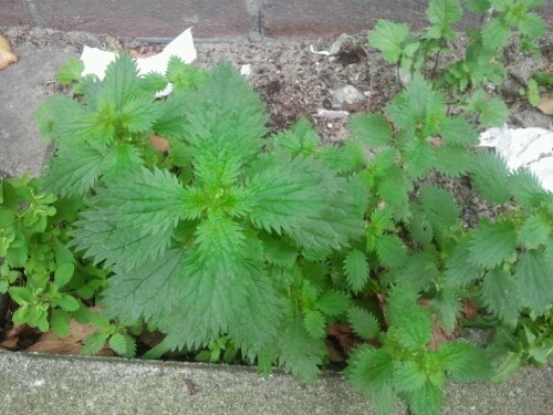 2012-10-20 14.39.15.jpg image