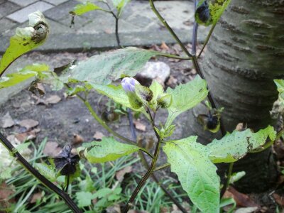 2012-11-14 15.14.42.jpg image