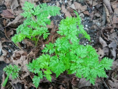 2013-01-05 14.36.41.jpg image