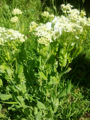 2013-06-02 16.11.42.jpg image