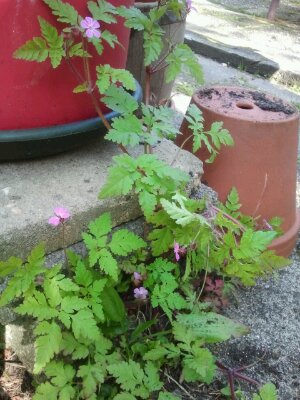 2013-06-02 16.39.25.jpg image