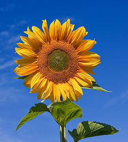 Photo credit: Wikipedia Sunflower