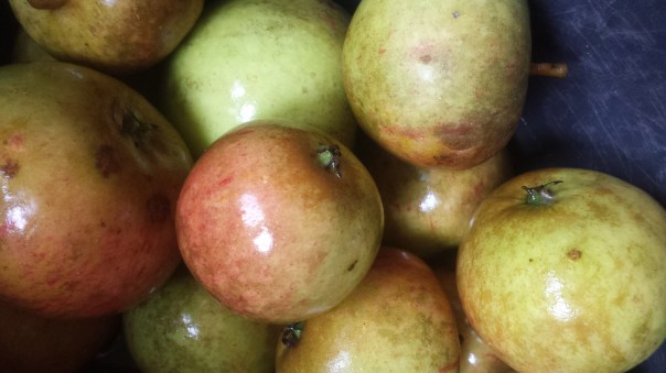 Schellingwoude apples