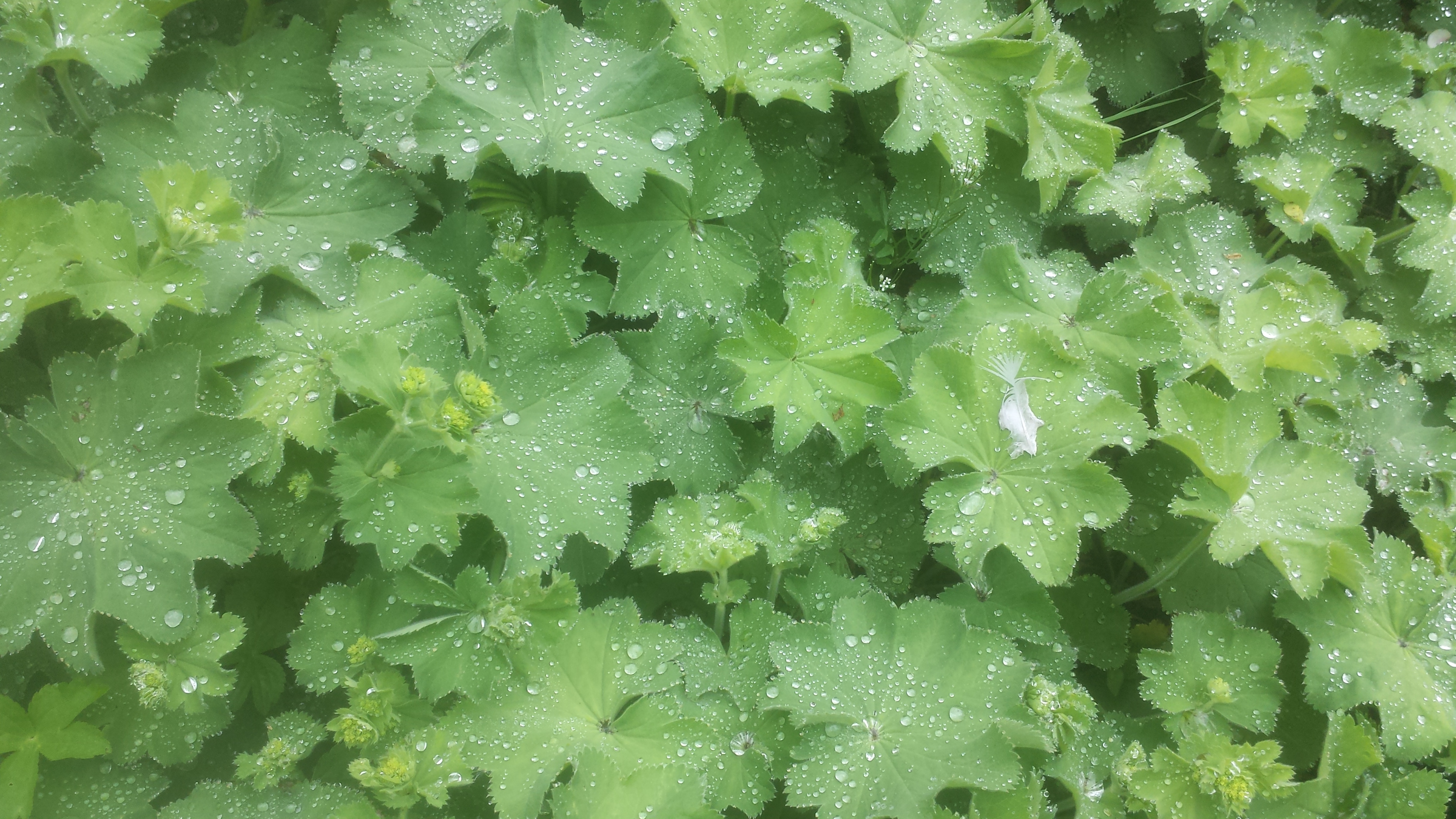 lady's mantle