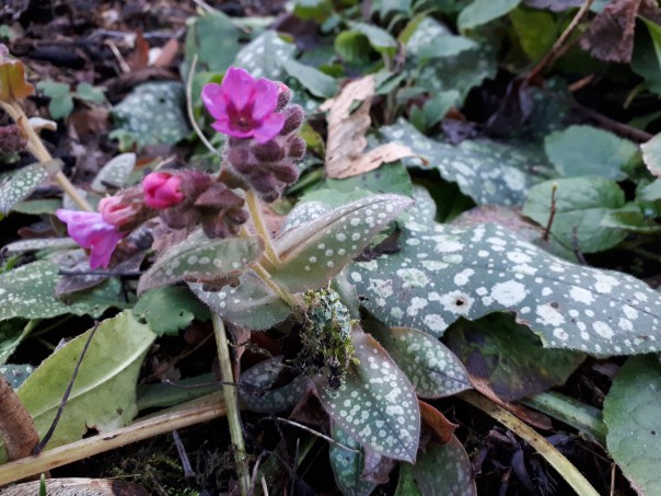 lungwort.jpg