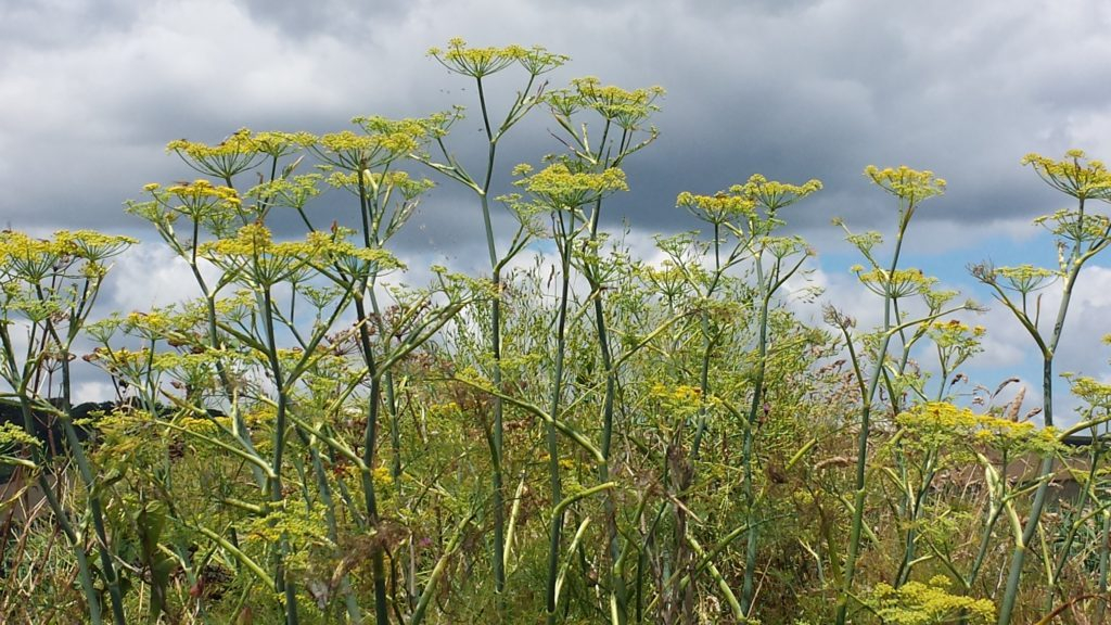 fennel