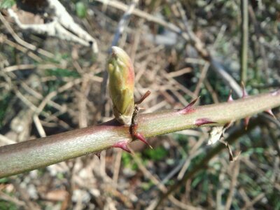 bramble-bud
