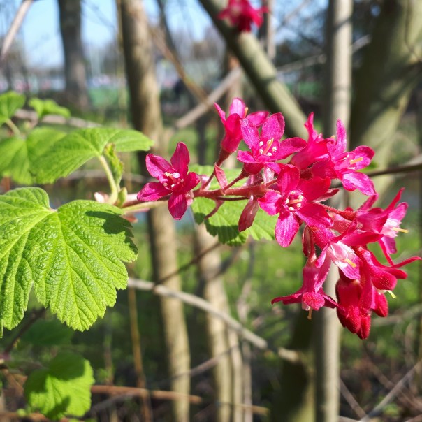 fruit_bush_in_flower_fruit4sport_Amsterdam.jpg