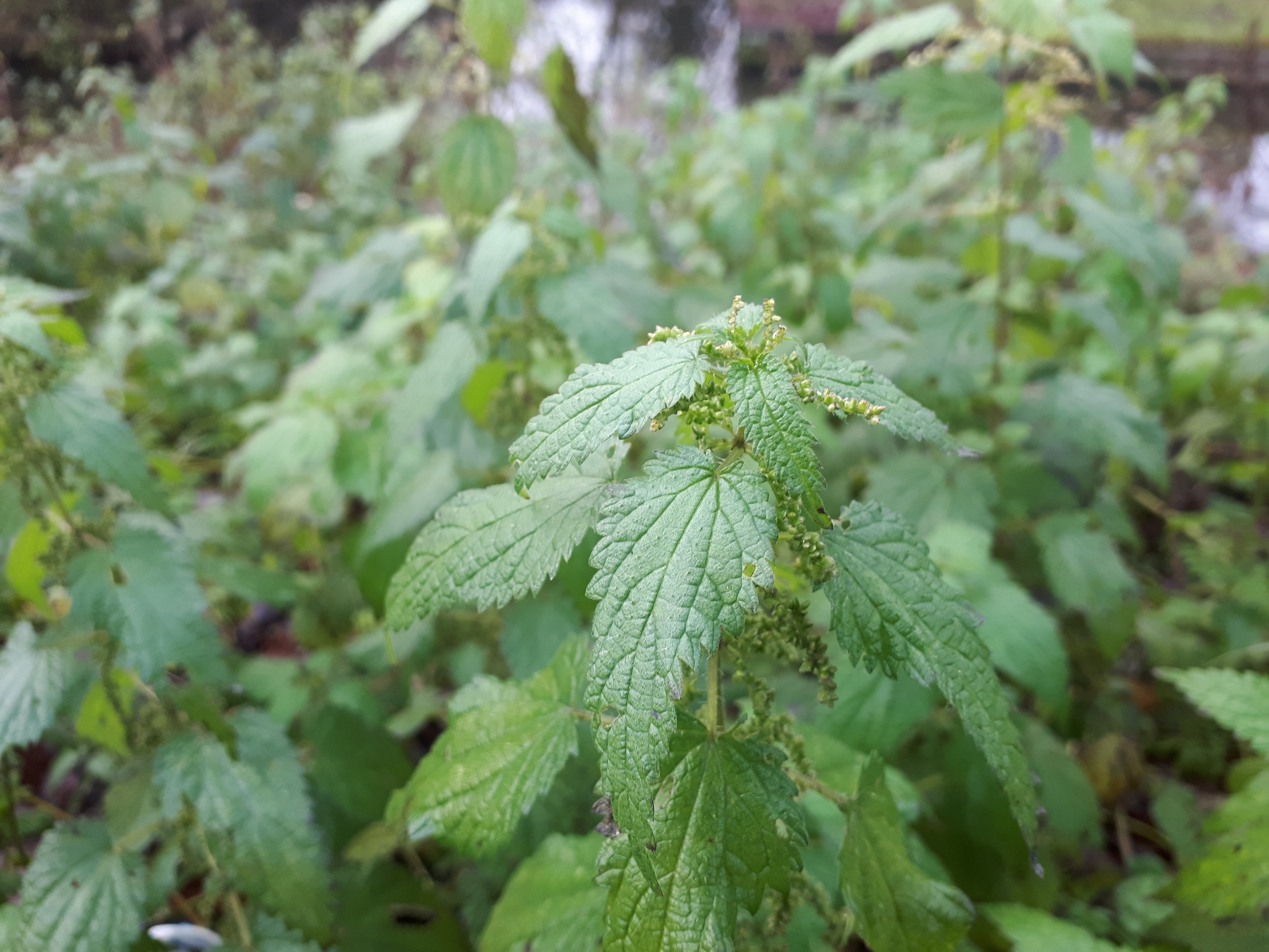 #5 Stinging nettle | Urban Herbology