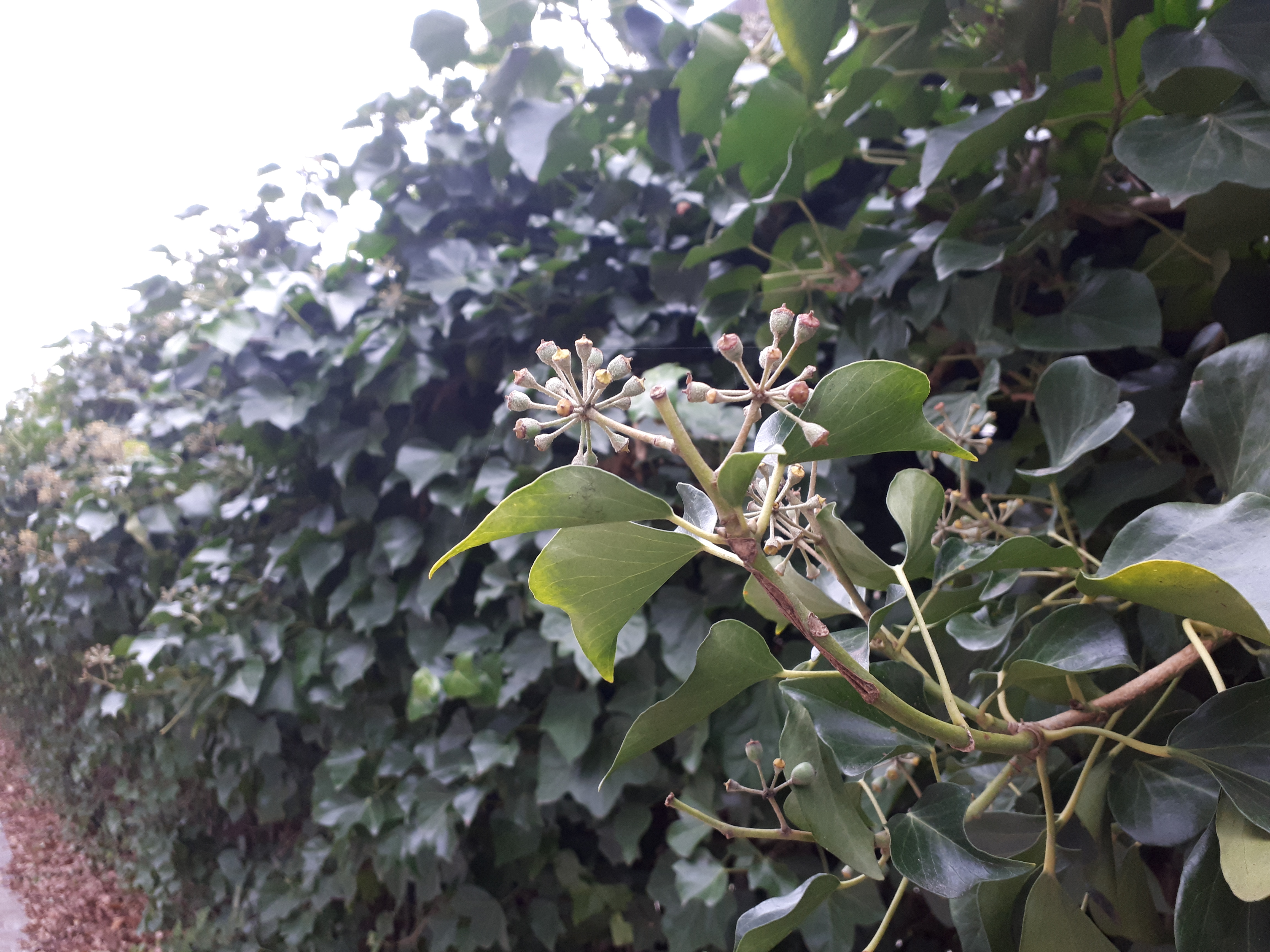 10 Ivy | Urban Herbology